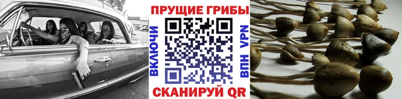 Псилоцибиновые грибы мицелий  Подпорожье 